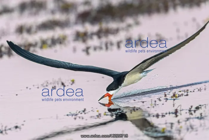  : Black Skimmer, flying, Los Llanos, Colombia