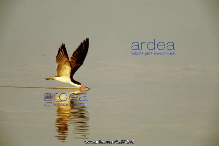 : Black SKIMMER - flying over water : Black SKIMMER - flying over water