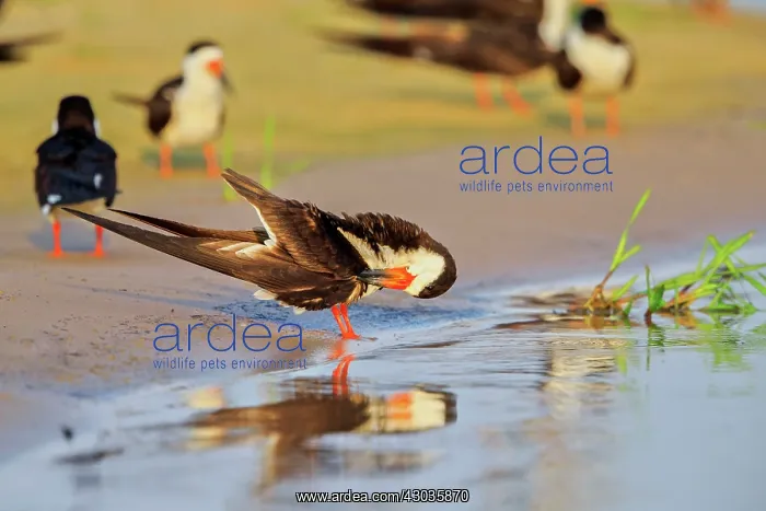 : Black Skimmer grooming Pantanal area Mato Grosso : Black Skimmer grooming Pantanal area Mato Grosso