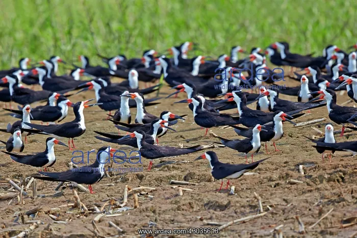 : Black Skimmer group resting on the bank of the river : Black Skimmer group resting on the bank of the river