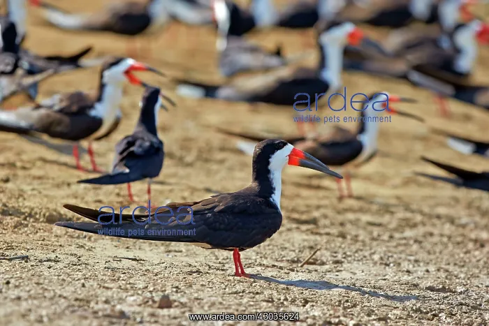 : Black Skimmer group resting on the bank of the river : Black Skimmer group resting on the bank of the river