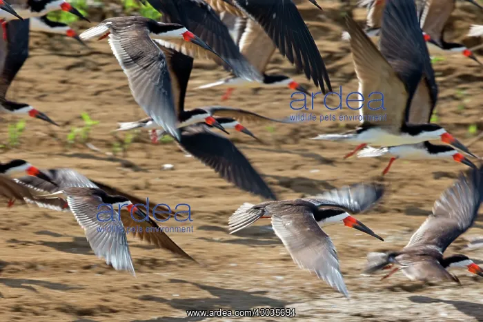  : Black Skimmer group resting on the bank of the river
