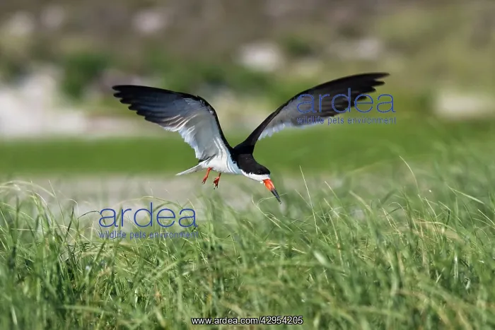: Black Skimmer - landing in Long Island : Black Skimmer - landing in Long Island