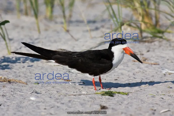 : Black Skimmer - in Long Island : Black Skimmer - in Long Island