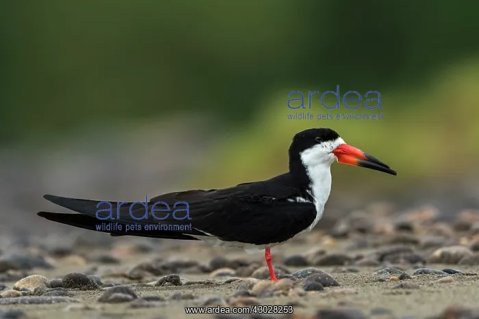  : Black Skimmer, Los Llanos, Colombia