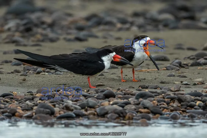  : Black Skimmer, Los Llanos, Colombia