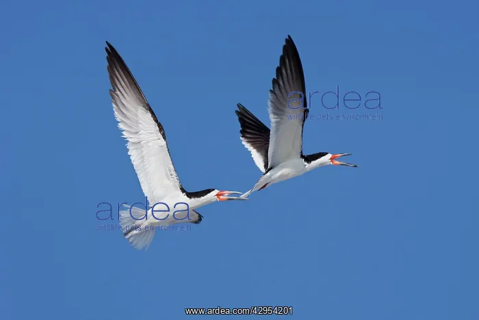 : Black Skimmer - Males chasing each other at colony : Black Skimmer - Males chasing each other at colony