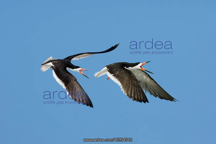 : Black Skimmer - Males chasing each other at colony : Black Skimmer - Males chasing each other at colony