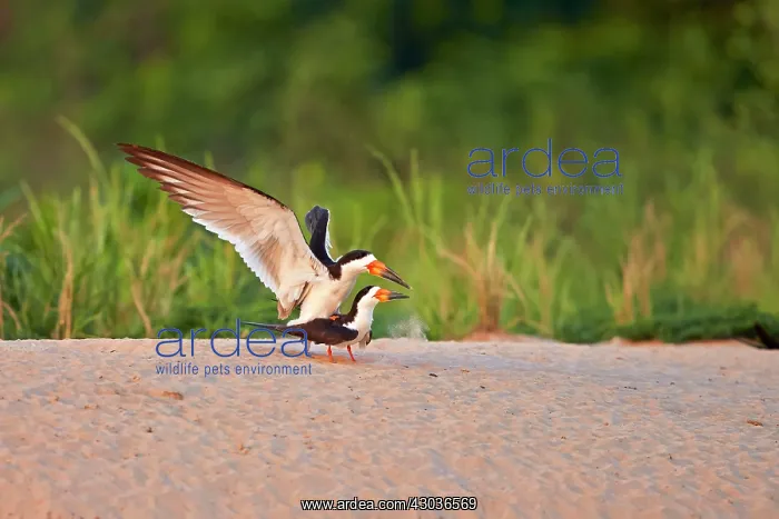 : Black Skimmer pair mating Pantanal area Mato Grosso : Black Skimmer pair mating Pantanal area Mato Grosso