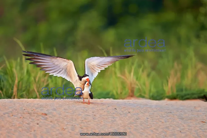 : Black Skimmer pair mating Pantanal area Mato Grosso : Black Skimmer pair mating Pantanal area Mato Grosso