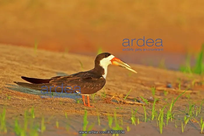 : Black Skimmer resting on the bank of the river Pantanal : Black Skimmer resting on the bank of the river Pantanal