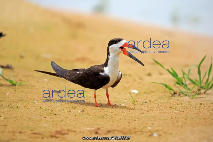 : Black Skimmer resting on the bank of the river Pantanal : Black Skimmer resting on the bank of the river Pantanal