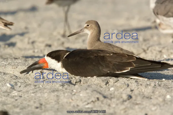 : Black Skimmer - resting during the day on the beach : Black Skimmer - resting during the day on the beach