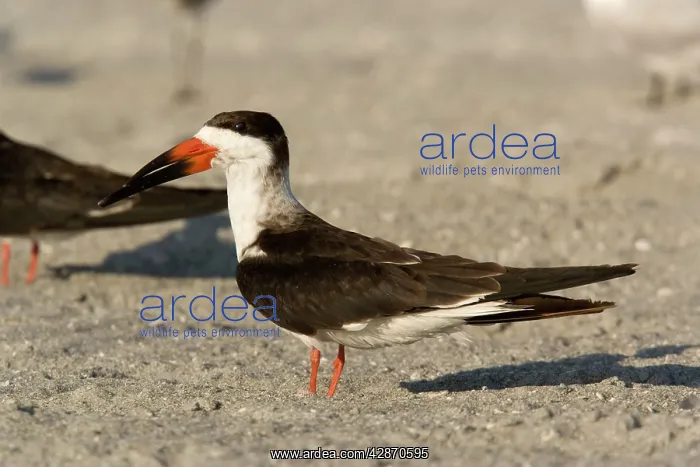 : Black Skimmer - resting during the day on the beach : Black Skimmer - resting during the day on the beach