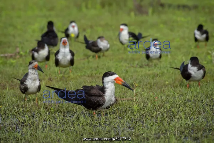 : Black Skimmer (Rynchops niger), colony in swampy : Black Skimmer (Rynchops niger), colony in swampy
