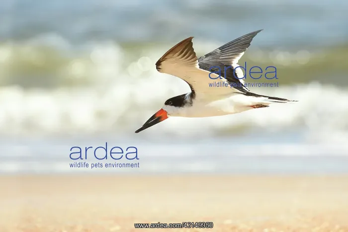: Black Skimmer (Rynchops niger) flying along the shore : Black Skimmer (Rynchops niger) flying along the shore