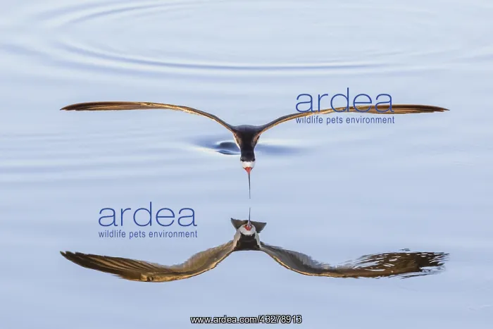 : Black Skimmer (Rynchops niger) flying above wat : Black Skimmer (Rynchops niger) flying above wat