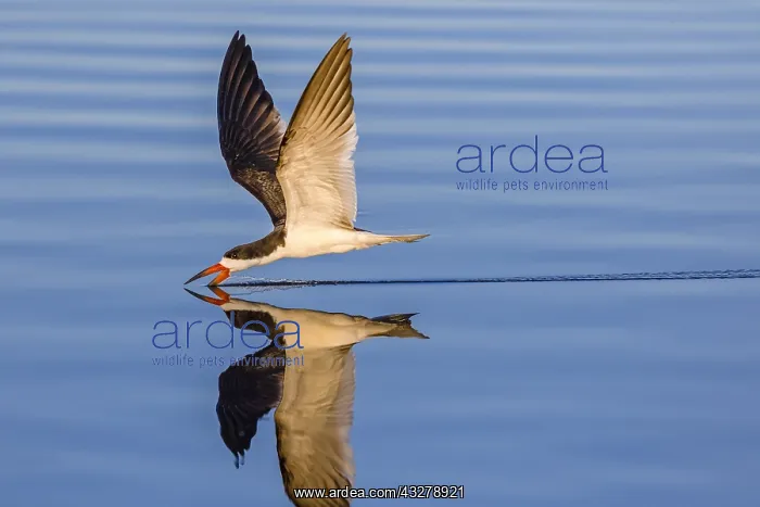 : Black Skimmer (Rynchops niger) flying above wat : Black Skimmer (Rynchops niger) flying above wat