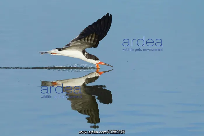 : Black Skimmer (Rynchops niger), flying above water : Black Skimmer (Rynchops niger), flying above water