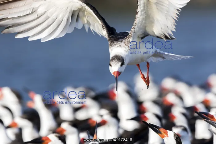 : Black Skimmer (Rynchops niger) group : Black Skimmer (Rynchops niger) group