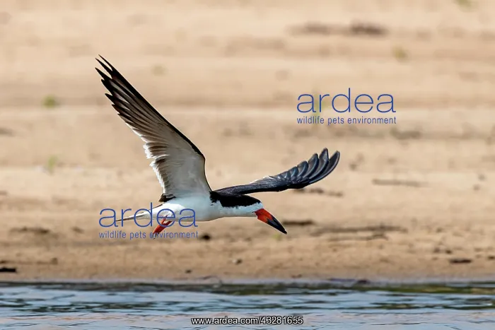 : Black Skimmer, also (Rynchops niger), Pantanal : Black Skimmer, also (Rynchops niger), Pantanal