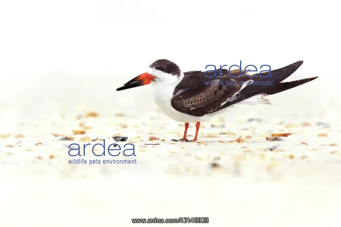 : Black Skimmer (Rynchops niger) resting on the beach : Black Skimmer (Rynchops niger) resting on the beach