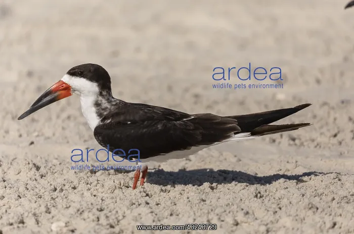 : Black Skimmer, Rynchops niger, resting on beach : Black Skimmer, Rynchops niger, resting on beach