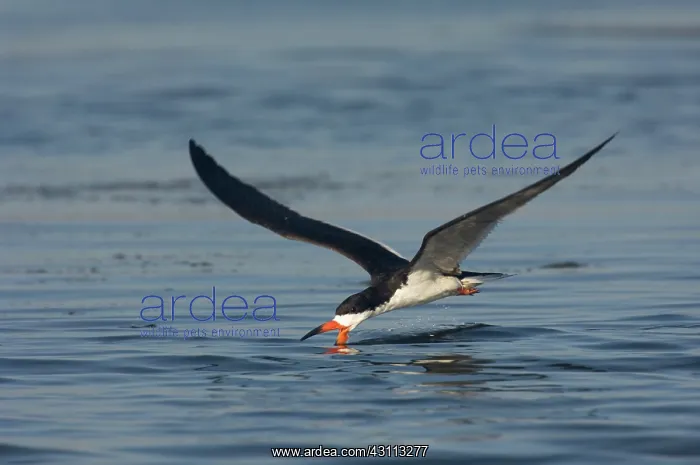 : Black Skimmer (Rynchops niger) skimming : Black Skimmer (Rynchops niger) skimming
