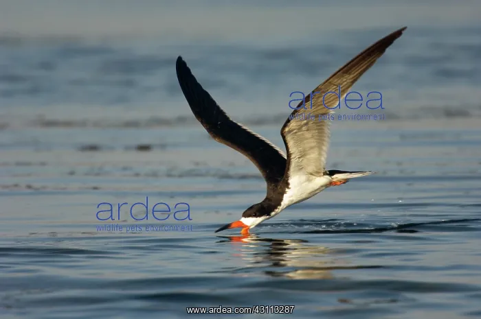: Black Skimmer (Rynchops niger) skimming : Black Skimmer (Rynchops niger) skimming