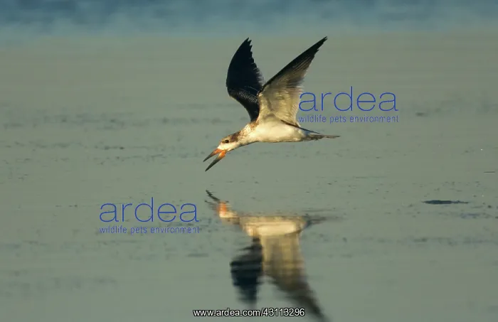 : Black Skimmer (Rynchops niger) skimming : Black Skimmer (Rynchops niger) skimming