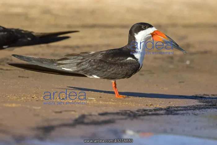 : Black Skimmer (Rynchops niger) standing on sand : Black Skimmer (Rynchops niger) standing on sand