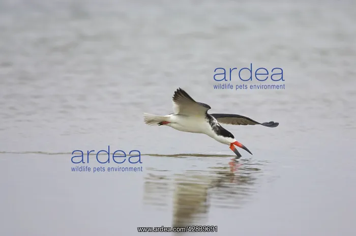 : Black Skimmer skimming : Black Skimmer skimming