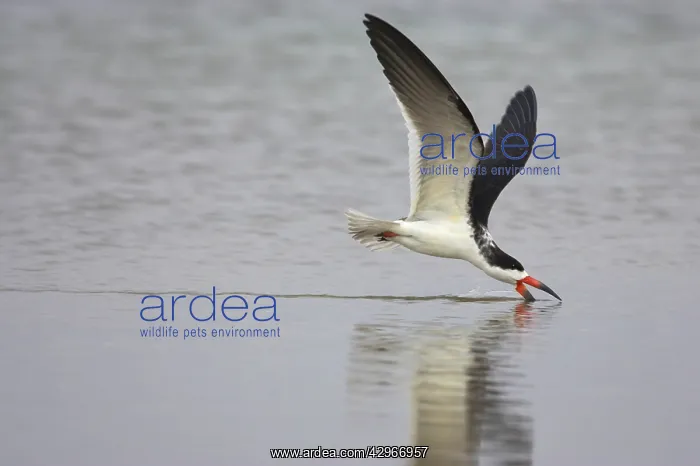 : Black Skimmer - skimming for food : Black Skimmer - skimming for food