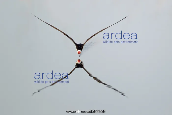: Black Skimmer - skimming - reflection in water : Black Skimmer - skimming - reflection in water