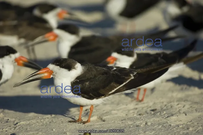  : Black Skimmers