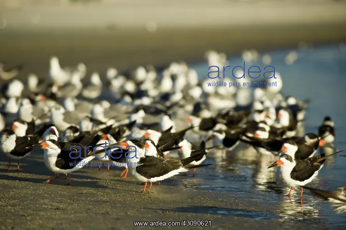 : Black Skimmers : Black Skimmers