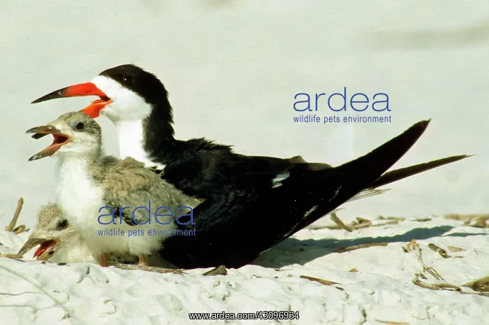 : Black Skimmers : Black Skimmers