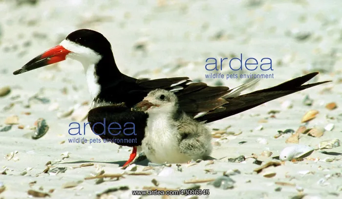 : Black Skimmers : Black Skimmers
