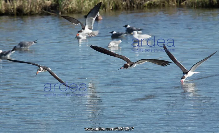 : Black Skimmers - feeding in flight - late winter : Black Skimmers - feeding in flight - late winter