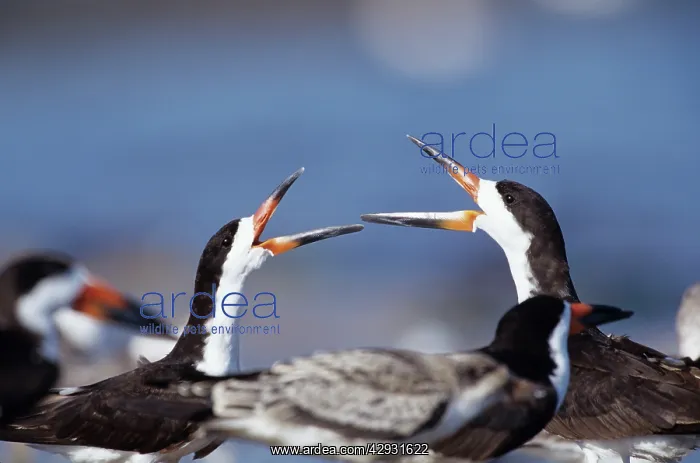 : BLACK SKIMMERS - two, with beaks open, facing each other : BLACK SKIMMERS - two, with beaks open, facing each other