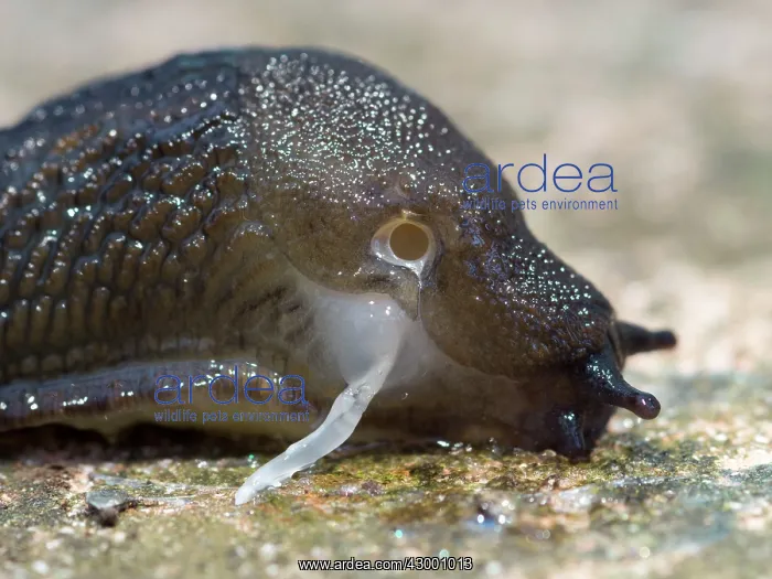 : Black Slug : Black Slug