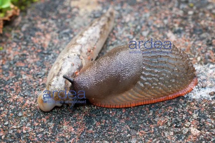 : Black Slug : Black Slug