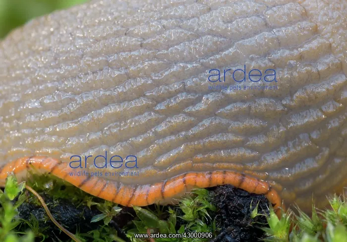 : Black Slug pale colour variation : Black Slug pale colour variation