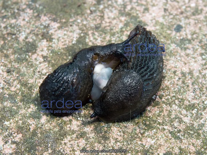  : Black Slugs