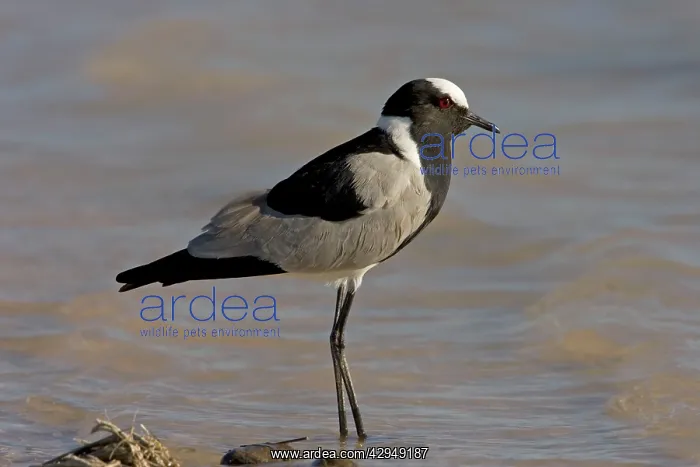 : Black Smith Plover / Blacksmith Lapwing (Plover) : Black Smith Plover / Blacksmith Lapwing (Plover)