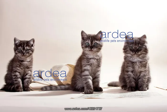 : Two black-smoke coloured British Shorthair kittens : Two black-smoke coloured British Shorthair kittens