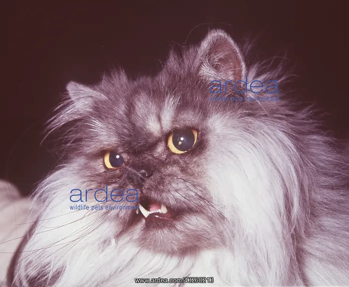 : BLACK SMOKE PERSIAN CAT : BLACK SMOKE PERSIAN CAT