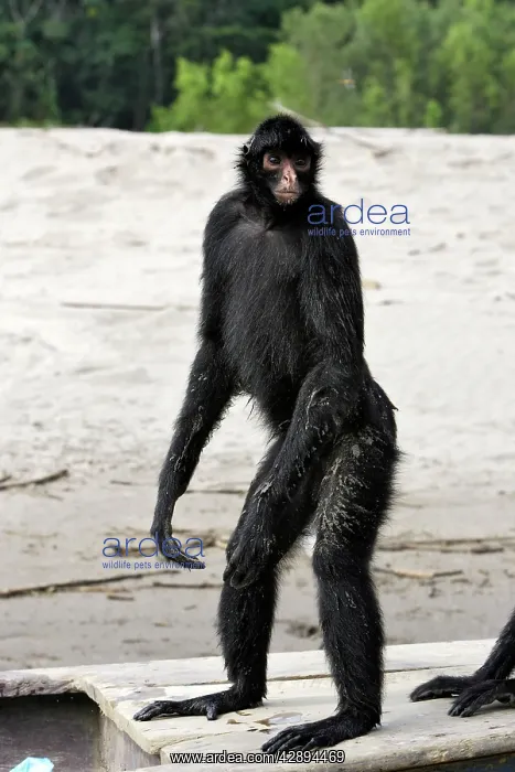 : Black Spider Monkey : Black Spider Monkey