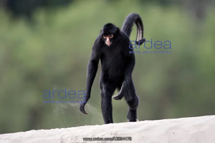  : Black Spider Monkey