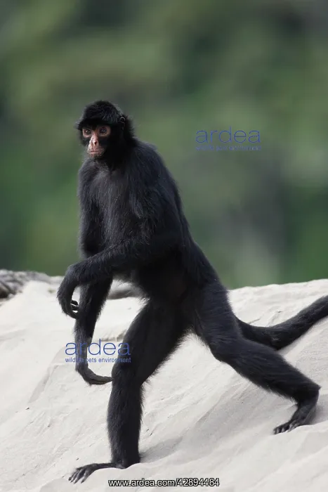 : Black Spider Monkey : Black Spider Monkey